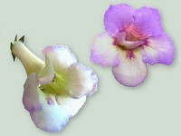 Sinningia 'Ozark Leprechaun Magic' Sinningia 'Ozark Leprechaun Magic'